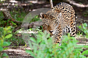 Jaguar in wildlife park of Jucatan