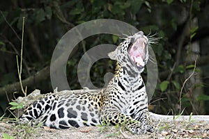 Jaguar yawning while lying on riverbank