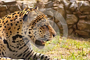 An jaguar in the zorological of sorocaba