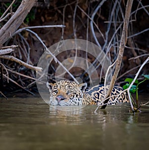 Jaguars are avid swimmers, doing much of their hunting in the water.CR2