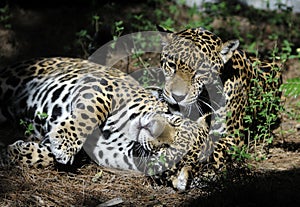 Jaguars playing