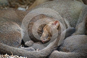 Jaguarundi