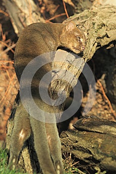 Jaguarundi