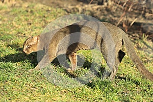 Jaguarundi