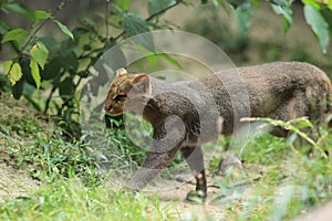 Jaguarundi