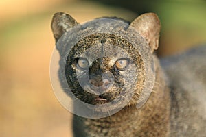 Jaguarundi