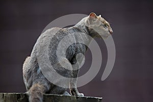 Jaguarundi (Puma yagouaroundi)