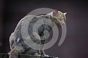 Jaguarundi Puma yagouaroundi