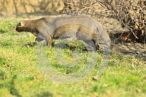 Jaguarundi