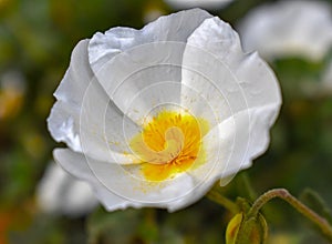 Jaguarzo morisco Cistus salviifolius  Flower photo