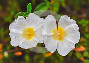 Jaguarzo morisco Cistus salviifolius  Flower photo