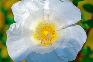 Jaguarzo morisco Cistus salviifolius  Flower photo