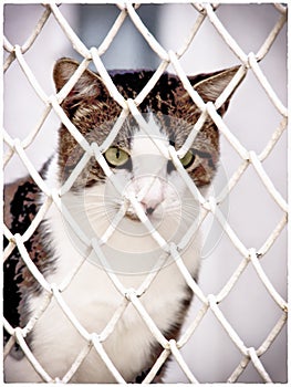 Jailed cat (6) photo