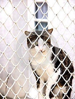 Jailed cat photo