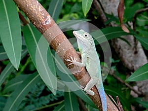 Jaimaican endemic Anole lizard Anolis grahami