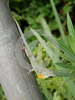 Jaimaican endemic Anole lizard Anolis grahami