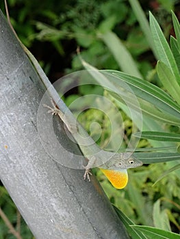 Jaimaican endemic Anole lizard Anolis grahami