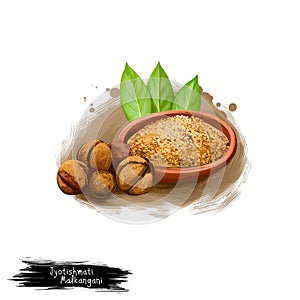 Jaiphal Powder Nutmeg Myristica fragrans ayurvedic herb digital art illustration with text isolated on white. Healthy organic spa