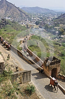 Jaipur elephants