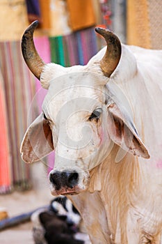 Jaisalmer, India - Cow