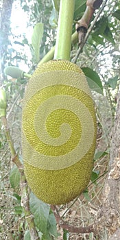 jak fruitThe largest tree fruit in the world, jackfruit -- sometimes .