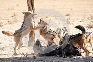 Jakals at kgalagadi transfrontier park, south africa