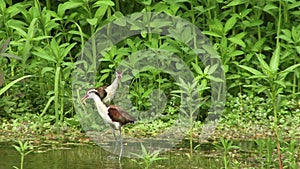 Jakana birds in the amazon