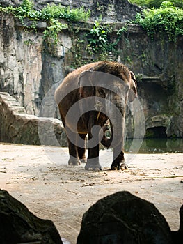 Jakarta June 2021 - Elephant standing in the zoo