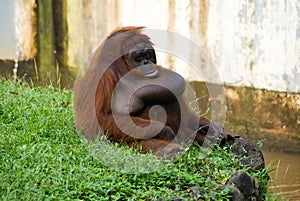 Jakarta June 2021 - Orangutan sit on the grass