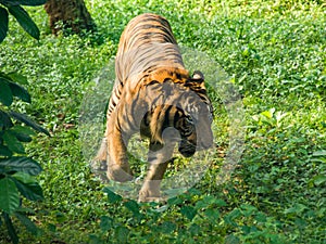 Jakarta June 2021 - Tiger running around the forest
