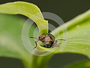 Jakarta - Monas, 2 June, 2024; a leaf beetle was sunbathing in the morning on a leaf photo