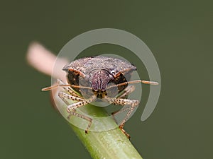 Jakarta - Monas, 2 June, 2024; A macro photo of bedbugs enjoying the morning on leaf twigs photo