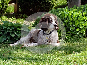 Jake enjoying a lazy summer day.