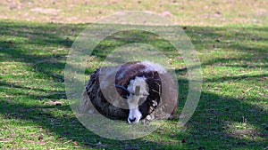 Jakob sheep lies  calmly on a meadow and relaxed
