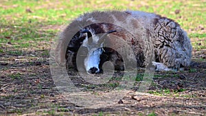 Jakob sheep lies  calmly on a meadow and relaxed