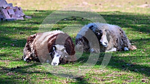 Jakob sheep lies calmly on a meadow and relaxed