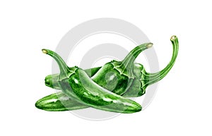 Jalapeno green chili peppers group watercolor illustration. Fresh organic whole chili pepper cook ingredient. Hot spicy vegetable.