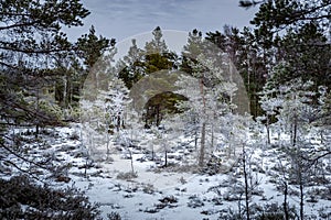 Jalase nature trail pass through swamp landscape with frosty trees on a January day.