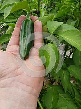 Jalepeno Pepper