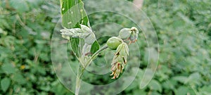 Jali fruit seeds, Coix lacryma-jobi barley