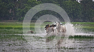 Jallikattu, a rural advanture sport