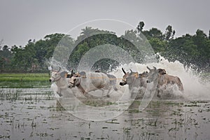 Jallikattu, a rural advanture sport