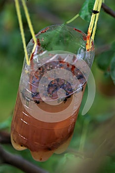 Jam and cider vinegar bottle wasp trap upright.