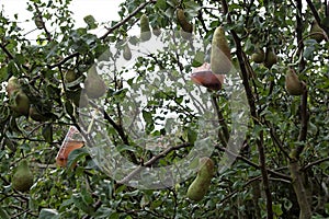 Jam and cider vinegar wasp traps, hanging in a conference pear tree..