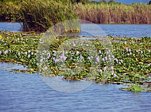 Jamaica. The blossoming hyacinths on the Black river (Eichornia crassipes) photo