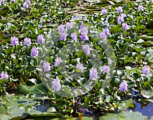 Jamaica. The blossoming hyacinths on the Black river (Eichornia crassipes) photo