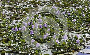 Jamaica. The blossoming hyacinths on the Black river (Eichornia crassipes photo