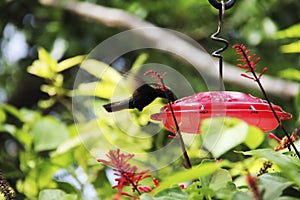 Jamaica Hummingbird drinks water