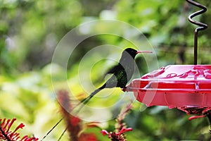 Jamaica Hummingbird sits and thinks