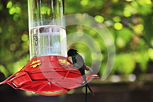 Jamaica Hummingbird sits on a water can